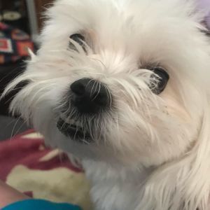 Meet your Posher, Patti